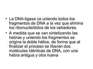 • La DNA-ligasa va uniendo todos los
fragmentos de DNA a la vez que elimina
los ribonucleótidos de los cebadores.
• A medida que se van sintetizando las
hebras y uniendo los fragmentos se
origina la doble hélice, de forma que al
finalizar el proceso se liberan dos
moléculas idénticas de DNA, con una
hebra antigua y otra nueva
 