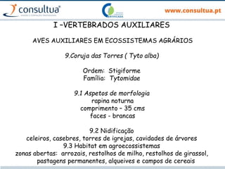 I –VERTEBRADOS AUXILIARES
AVES AUXILIARES EM ECOSSISTEMAS AGRÁRIOS
9.Coruja das Torres ( Tyto alba)
Ordem: Stigiforme
Família: Tytomidae
9.1 Aspetos de morfologia
rapina noturna
comprimento – 35 cms
faces - brancas
9.2 Nidificação
celeiros, casebres, torres de igrejas, cavidades de árvores
9.3 Habitat em agroecossistemas
zonas abertas: arrozais, restolhos de milho, restolhos de girassol,
pastagens permanentes, alqueives e campos de cereais
 