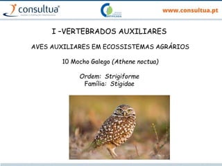 I –VERTEBRADOS AUXILIARES
AVES AUXILIARES EM ECOSSISTEMAS AGRÁRIOS
10 Mocho Galego (Athene noctua)
Ordem: Strigiforme
Família: Stigidae
 