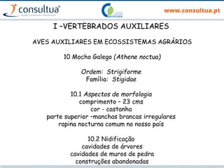I –VERTEBRADOS AUXILIARES
AVES AUXILIARES EM ECOSSISTEMAS AGRÁRIOS
10 Mocho Galego (Athene noctua)
Ordem: Strigiforme
Família: Stigidae
10.1 Aspectos de morfologia
comprimento – 23 cms
cor - castanha
parte superior –manchas brancas irregulares
rapina nocturna comum no nosso país
10.2 Nidificação
cavidades de árvores
cavidades de muros de pedra
construções abandonadas
 