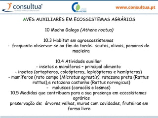AVES AUXILIARES EM ECOSSISTEMAS AGRÁRIOS
10 Mocho Galego (Athene noctua)
10.3 Habitat em agroecossistemas
- frequente observar-se ao fim da tarde: soutos, olivais, pomares de
macieira
10.4 Atividade auxiliar
- insetos e mamíferos – principal alimento
- insetos (ortopteros, coleópteros, lepidópteros e hemípteros)
- mamíferos (rato campo (Microtus agrestis), ratazana preta (Rattus
rattus),e ratazana castanha (Rattus norvegicus)
- moluscos (caracóis e lesmas)
10.5 Medidas que contribuem para a sua presença em ecossistemas
agrários
preservação de: árvores velhas, muros com cavidades, fruteiras em
forma livre
 