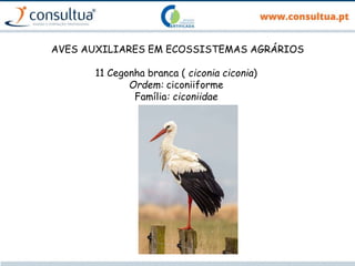 AVES AUXILIARES EM ECOSSISTEMAS AGRÁRIOS
11 Cegonha branca ( ciconia ciconia)
Ordem: ciconiiforme
Família: ciconiidae
 