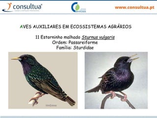 AVES AUXILIARES EM ECOSSISTEMAS AGRÁRIOS
11 Estorninho malhado Sturnus vulgaris
Ordem: Passareiforme
Família: Sturdidae
 