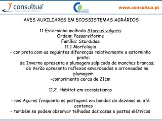 AVES AUXILIARES EM ECOSSISTEMAS AGRÁRIOS
11 Estorninho malhado Sturnus vulgaris
Ordem: Passareiforme
Família: Sturdidae
11.1 Morfologia
- cor preta com as seguintes diferenças relativamente a estorninho
preto:
de Inverno apresenta a plumagem salpicada de manchas brancas;
de Verão apresenta reflexos esverdeados e arroxeados na
plumagem
-comprimento cerca de 21cm
11.2 Habitat em ecossistemas
- nos Açores frequenta as pastagens em bandos de dezenas ou até
centenas
- também se podem observar telhados das casas e postes elétricos
 