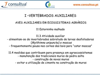 I –VERTEBRADOS AUXILIARES
AVES AUXILIARES EM ECOSSISTEMAS AGRÁRIOS
11 Estorninho malhado
11.3 Atividade auxiliar
- alimentam-se de invertebrados sobretudo de larvas desfoliadoras
(Myithimna unipuncta) e moscas
- frequentemente pousa nos cornos dos bois para “catar moscas”
11.4 medidas que contribuem para presença em agroecossistemas
- manutenção dos tradicionais muros de pedra solta
- construção de novos muros
- evitar a utilização de cimento na construção de muros
 