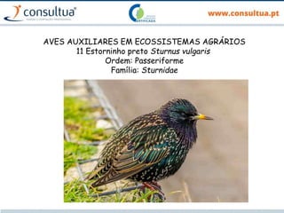 AVES AUXILIARES EM ECOSSISTEMAS AGRÁRIOS
11 Estorninho preto Sturnus vulgaris
Ordem: Passeriforme
Família: Sturnidae
 