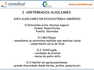 I –VERTEBRADOS AUXILIARES
AVES AUXILIARES EM ECOSSISTEMAS AGRÁRIOS
11 Estorninho preto Sturnus vulgaris
Ordem: Passeriforme
Família: Sturnidae
11.1 Morfologia
- semelhante ao estorninho malhado sem manchas claras
- comprimento cerca de 21cm
11.2 Nidificação
- cavidades de árvores
- muros de pedra solta
11.3 Habitat em agroecossistemas
- grande diversidade desde hortas, jardins, pomares,etc.
 