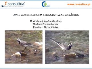 AVES AUXILIARES EM ECOSSISTEMAS AGRÁRIOS
11 Alvéola ( Motacilla alba)
Ordem: Passeriforme
Família : Motacillidae
 
