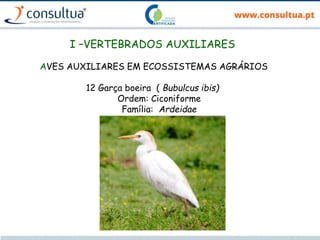 I –VERTEBRADOS AUXILIARES
AVES AUXILIARES EM ECOSSISTEMAS AGRÁRIOS
12 Garça boeira ( Bubulcus ibis)
Ordem: Ciconiforme
Família: Ardeidae
 