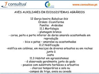 AVES AUXILIARES EM ECOSSISTEMAS AGRÁRIOS
12 Garça boeira Bubulcus ibis
Ordem: Ciconiforme
Família: Ardeidae
11.1 Morfologia
- plumagem branca
- coroa, peito e parte inferior do dorso amarelo acastanhado em
reprodução
- bico e patas – amarelas ou acastanhadas
11.2 Nidificação
-nidifica em colónias, em maciços de árvores arbustos ou em rochas
junto à
costa
11.3 Habitat em agrossistemas
- é observada geralmente junto do gado
- pousios com substrato herbáceo e arbustivo
- charcos temporários e solo nu
-campos de trigo, aveia ou cevada
 