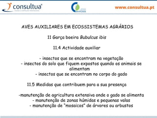 AVES AUXILIARES EM ECOSSISTEMAS AGRÁRIOS
11 Garça boeira Bubulcus ibis
11.4 Actividade auxiliar
- insectos que se encontram na vegetação
- insectos do solo que fiquem expostos quando os animais se
alimentam
- insectos que se encontram no corpo do gado
11.5 Medidas que contribuem para a sua presença
-manutenção de agricultura extensiva onde o gado se alimenta
- manutenção de zonas húmidas e pequenas valas
- manutenção de “mosaicos” de árvores ou arbustos
 