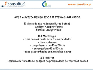 AVES AUXILIARES EM ECOSSISTEMAS AGRÁRIOS
11 Águia de asa redonda (Buteo buteo)
Ordem: Accipitriforme
Família: Accipitridae
11.1 Morfologia
- asas com as pontas em forma de dedos
- bico poderoso
- comprimento de 43 a 50 cm
- envergadura 43 a 50 cm
- asas acastanhadas com manchas claras
11.2 Habitat
- comum em florestas e bosques na proximidade de terrenos arados
 