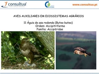 AVES AUXILIARES EM ECOSSISTEMAS AGRÁRIOS
11 Águia de asa redonda (Buteo buteo)
Ordem: Accipitriforme
Família: Accipitridae
 