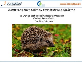 MAMÍFEROS AUXILIARES EM ECOSSISTEMAS AGRÁRIOS
12 Ouriço cacheiro (Erinaceus europaeus)
Ordem: Insectívora
Família: Erinacea
 