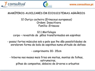 MAMÍFEROS AUXILIARES EM ECOSSISTEMAS AGRÁRIOS
12 Ouriço cacheiro (Erinaceus europaeus)
Ordem: Insectívora
Família: Erinacea
12.1 Morfologia
corpo – revestido de pêlos transformados em espinhos
- possui fortes músculos sob a pele que lhe dão possibilidades de
enrolarem forma de bola de espinhos numa atitude de defesa
- comprimento 30- 35cm
- hiberna nos meses mais frios em moitas, montas de folhas,
estrumeiras,
pilhas de compostos, debaixo de árvores e arbustos
 