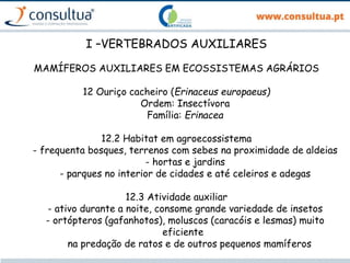 I –VERTEBRADOS AUXILIARES
MAMÍFEROS AUXILIARES EM ECOSSISTEMAS AGRÁRIOS
12 Ouriço cacheiro (Erinaceus europaeus)
Ordem: Insectívora
Família: Erinacea
12.2 Habitat em agroecossistema
- frequenta bosques, terrenos com sebes na proximidade de aldeias
- hortas e jardins
- parques no interior de cidades e até celeiros e adegas
12.3 Atividade auxiliar
- ativo durante a noite, consome grande variedade de insetos
- ortópteros (gafanhotos), moluscos (caracóis e lesmas) muito
eficiente
na predação de ratos e de outros pequenos mamíferos
 