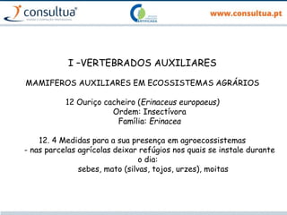 I –VERTEBRADOS AUXILIARES
MAMIFEROS AUXILIARES EM ECOSSISTEMAS AGRÁRIOS
12 Ouriço cacheiro (Erinaceus europaeus)
Ordem: Insectívora
Família: Erinacea
12. 4 Medidas para a sua presença em agroecossistemas
- nas parcelas agrícolas deixar refúgios nos quais se instale durante
o dia:
sebes, mato (silvas, tojos, urzes), moitas
 