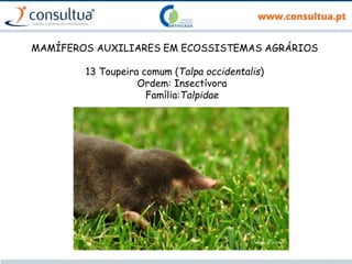 MAMÍFEROS AUXILIARES EM ECOSSISTEMAS AGRÁRIOS
13 Toupeira comum (Talpa occidentalis)
Ordem: Insectívora
Família:Talpidae
 