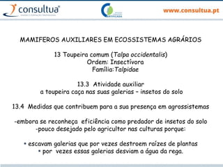 MAMIFEROS AUXILIARES EM ECOSSISTEMAS AGRÁRIOS
13 Toupeira comum (Talpa occidentalis)
Ordem: Insectívora
Família:Talpidae
13.3 Atividade auxiliar
a toupeira caça nas suas galerias – insetos do solo
13.4 Medidas que contribuem para a sua presença em agrossistemas
-embora se reconheça eficiência como predador de insetos do solo
-pouco desejado pelo agricultor nas culturas porque:
 escavam galerias que por vezes destroem raízes de plantas
 por vezes essas galerias desviam a água da rega.
 