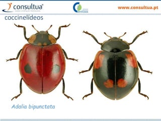 coccinelídeos
Adalia bipunctata
 