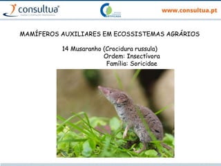 MAMÍFEROS AUXILIARES EM ECOSSISTEMAS AGRÁRIOS
14 Musaranho (Crocidura russula)
Ordem: Insectívora
Família: Soricidae
 