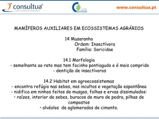 MAMÍFEROS AUXILIARES EM ECOSSISTEMAS AGRÁRIOS
14 Musaranho
Ordem: Insectívora
Família: Soricidae
14.1 Morfologia
- semelhante ao rato mas tem focinho pontiagudo e é mais comprido
- dentição de insectívoros
14.2 Habitat em agroecossistemas
- encontra refúgio nas sebes, nos incultos e vegetação espontânea
- nidifica em ninhos feitos de musgos, folhas e ervas dissimulados:
• raízes, interior de sebes, buracos de muro de pedra, pilhas de
compostos
• alvéolos de aglomerados de cimento.
 