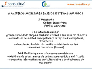MAMIFEROS AUXILIARES EM ECOSSISTEMAS AGRÁRIOS
14 Musaranho
Ordem: Insectívora
Família: Soricidae
14.3 Atividade auxiliar
- grande voracidade chega a consumir 2 vezes o seu peso em alimento
- alimenta-se de insetos principalmente ortópteros, coleópteros,
blatópteros
- alimenta-se também de crustáceos (bicho de conta)
- moluscos terrestres (lesmas)
14.4 Medidas que contribuem em ecossistemas
-existência de sebes, muros de pedras para refúgio e nidificação
- campanhas informativas ao agricultor sobre o conhecimento do
musaranho.
 
