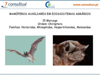 MAMÍFEROS AUXILIARES EM ECOSSISTEMAS AGRÁRIOS
15 Morcego
Ordem: Chiroptera
Famílias: Nicteridae, Rhinophidae, Vespertilionidae, Molossidae
 