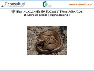 RÉPTEIS AUXILIARES EM ECOSSISTEMAS AGRÁRIOS
16 Cobra de escada ( Elaphe scalaris )
 