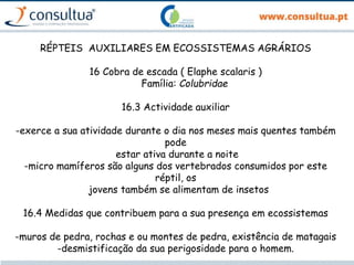 RÉPTEIS AUXILIARES EM ECOSSISTEMAS AGRÁRIOS
16 Cobra de escada ( Elaphe scalaris )
Família: Colubridae
16.3 Actividade auxiliar
-exerce a sua atividade durante o dia nos meses mais quentes também
pode
estar ativa durante a noite
-micro mamíferos são alguns dos vertebrados consumidos por este
réptil, os
jovens também se alimentam de insetos
16.4 Medidas que contribuem para a sua presença em ecossistemas
-muros de pedra, rochas e ou montes de pedra, existência de matagais
-desmistificação da sua perigosidade para o homem.
 