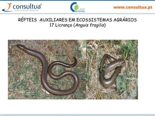 RÉPTEIS AUXILIARES EM ECOSSISTEMAS AGRÁRIOS
17 Licranço (Anguis fragilis)
 