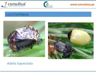 coccinelídeos
Adalia bipunctata
 