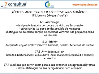 RÉPTEIS AUXILIARES EM ECOSSISTEMAS AGRÁRIOS
17 Licranço (Anguis fragilis)
17.1 Morfologia
-designada também por cobra de vidro ou fura-mato
- caracteriza-se por ser desprovida de membros
-distingue-se da cobra porque as escamas ventrais são pequenas como
as dorsais
17.2 Habitat
-frequenta regiões relativamente húmidas, prados, terrenos de cultivo
17.3 Atividade auxiliar
hábitos subterrâneos, a sua dieta inclui moluscos (caracóis e lesmas)
e insetos
17.4 Medidas que contribuem para a sua presença em agroecossistemas
- desmistificação da sua perigosidade para o homem.
 