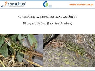 AUXILIARES EM ECOSSISTEMAS AGRÁRIOS
18 Lagarto de água (Lacerta schreiberi)
 