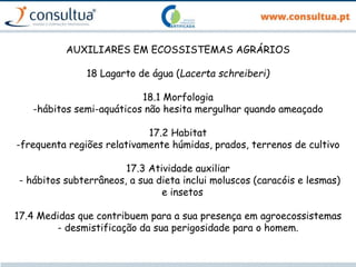 AUXILIARES EM ECOSSISTEMAS AGRÁRIOS
18 Lagarto de água (Lacerta schreiberi)
18.1 Morfologia
-hábitos semi-aquáticos não hesita mergulhar quando ameaçado
17.2 Habitat
-frequenta regiões relativamente húmidas, prados, terrenos de cultivo
17.3 Atividade auxiliar
- hábitos subterrâneos, a sua dieta inclui moluscos (caracóis e lesmas)
e insetos
17.4 Medidas que contribuem para a sua presença em agroecossistemas
- desmistificação da sua perigosidade para o homem.
 