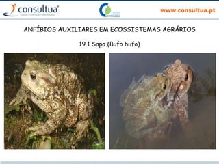 ANFÍBIOS AUXILIARES EM ECOSSISTEMAS AGRÁRIOS
19.1 Sapo (Bufo bufo)
 