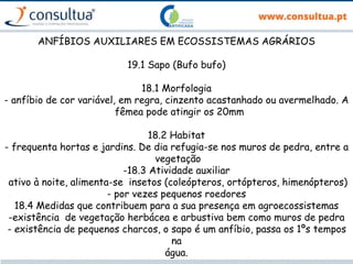 ANFÍBIOS AUXILIARES EM ECOSSISTEMAS AGRÁRIOS
19.1 Sapo (Bufo bufo)
18.1 Morfologia
- anfíbio de cor variável, em regra, cinzento acastanhado ou avermelhado. A
fêmea pode atingir os 20mm
18.2 Habitat
- frequenta hortas e jardins. De dia refugia-se nos muros de pedra, entre a
vegetação
-18.3 Atividade auxiliar
ativo à noite, alimenta-se insetos (coleópteros, ortópteros, himenópteros)
- por vezes pequenos roedores
18.4 Medidas que contribuem para a sua presença em agroecossistemas
-existência de vegetação herbácea e arbustiva bem como muros de pedra
- existência de pequenos charcos, o sapo é um anfíbio, passa os 1ºs tempos
na
água.
 