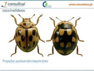 coccinelídeos
Propylea quatuordecimpunctata
 