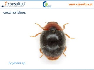 coccinelídeos
Scymnus sp.
 