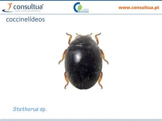 coccinelídeos
Stethorus sp.
 
