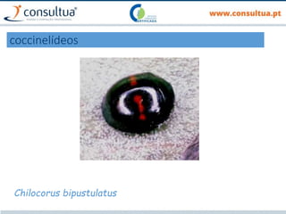 coccinelídeos
Chilocorus bipustulatus
 