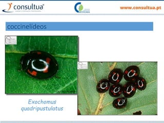 coccinelídeos
Exochomus
quadripustulatus
 