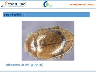 coccinelídeos
Rhizobius litura (L.bekii)
 