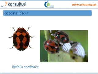 coccinelídeos
Rodolia cardinalis
 