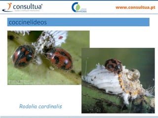 coccinelídeos
Rodolia cardinalis
 