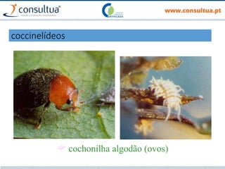 Cryptolaemus montrouzieri
 cochonilha algodão (ovos)
coccinelídeos
 