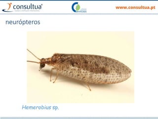 neurópteros
Hemerobius sp.
 