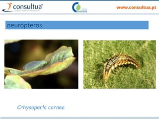 neurópteros
Crhysoperla carnea
 