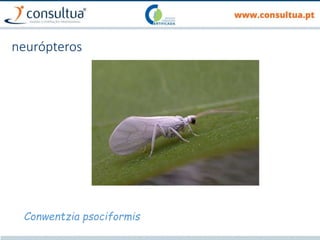 neurópteros
Conwentzia psociformis
 