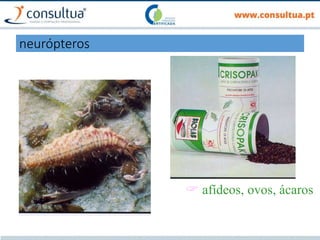 Chrysoperla carnea  afídeos, ovos, ácaros
neurópteros
 